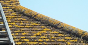 Tunbridge Wells roof before cleaning and moss removal